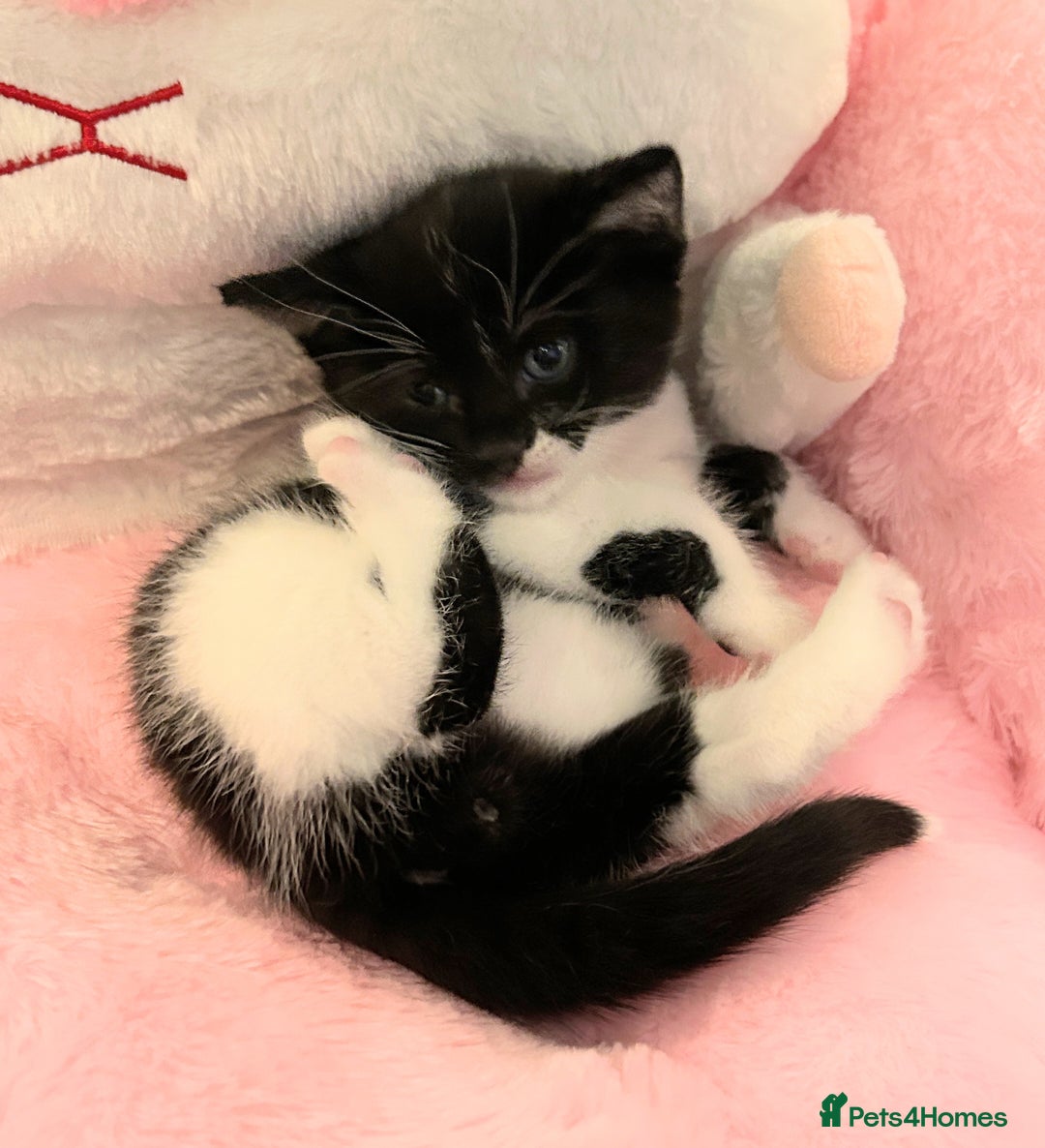 Mixed Breed cats for sale: Bonded Pair of Male Kittens - Must Go Together - Advert 10