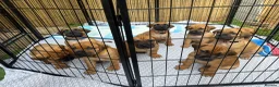 Boerboel dogs for sale: Elite Guard Neema X Spartan Dutch - Advert 3
