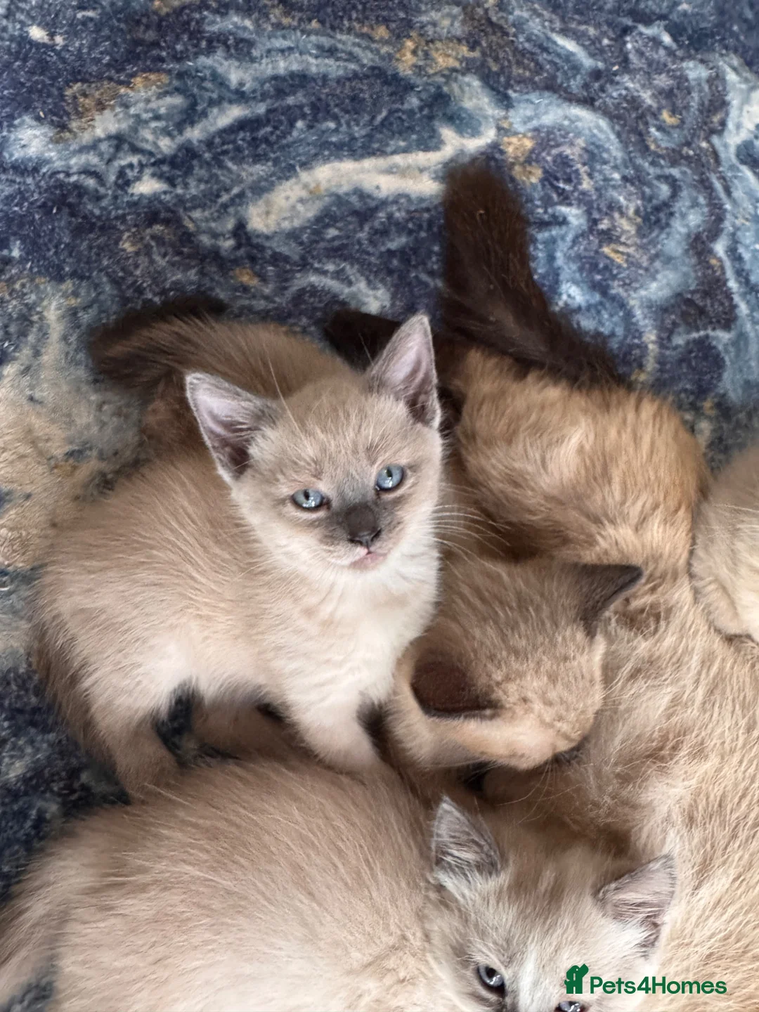 Ragamese cats for sale: Stunning ragamese kittens  - Advert 17