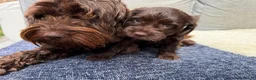 Cockapoo dogs for sale: Beautiful Cockapoo × Working Spaniel F1B Puppies in Gillingham - Advert 17