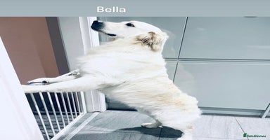 Golden Retriever dogs - Advert 8
