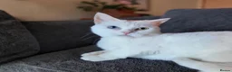 Munchkin cats for sale: Exceptional Quality & Extremely Rare Minuets - Advert 11