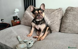 French Bulldog dogs for sale: French Bull Dog Free To Good Home - Image 1