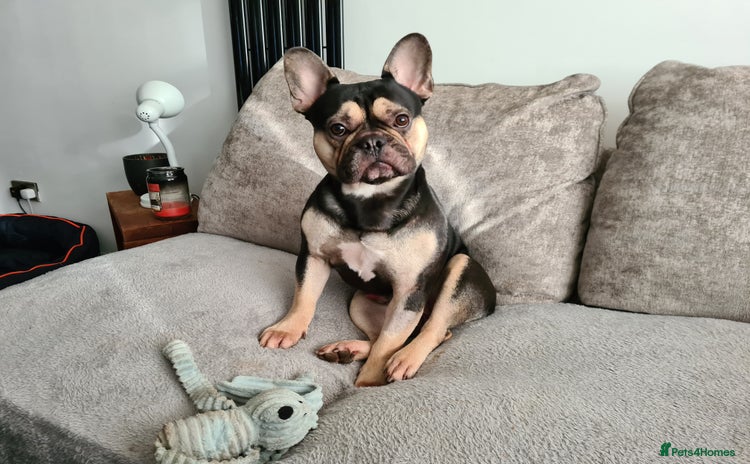 French Bulldog dogs - Advert 1