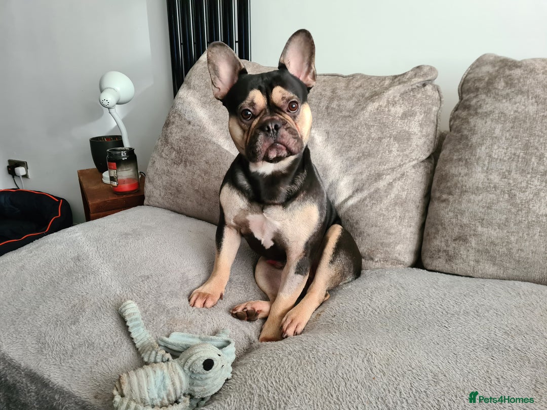 French Bulldog dogs for sale: French Bull Dog Free To Good Home - Image 1