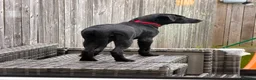 Labrador Retriever dogs for sale: Kc registered female Labrador  - Advert 5