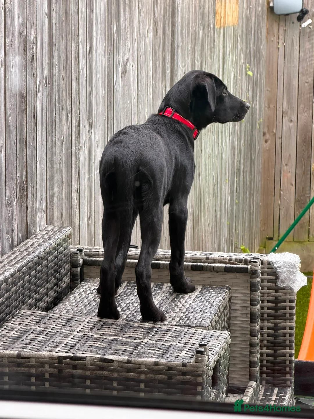 Labrador Retriever dogs for sale: Kc registered female Labrador  - Advert 5