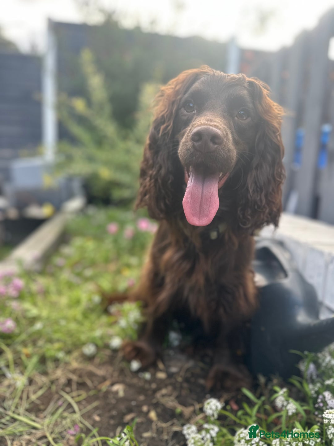 Cocker Spaniel dogs for stud: Milo for STUD - Advert 3