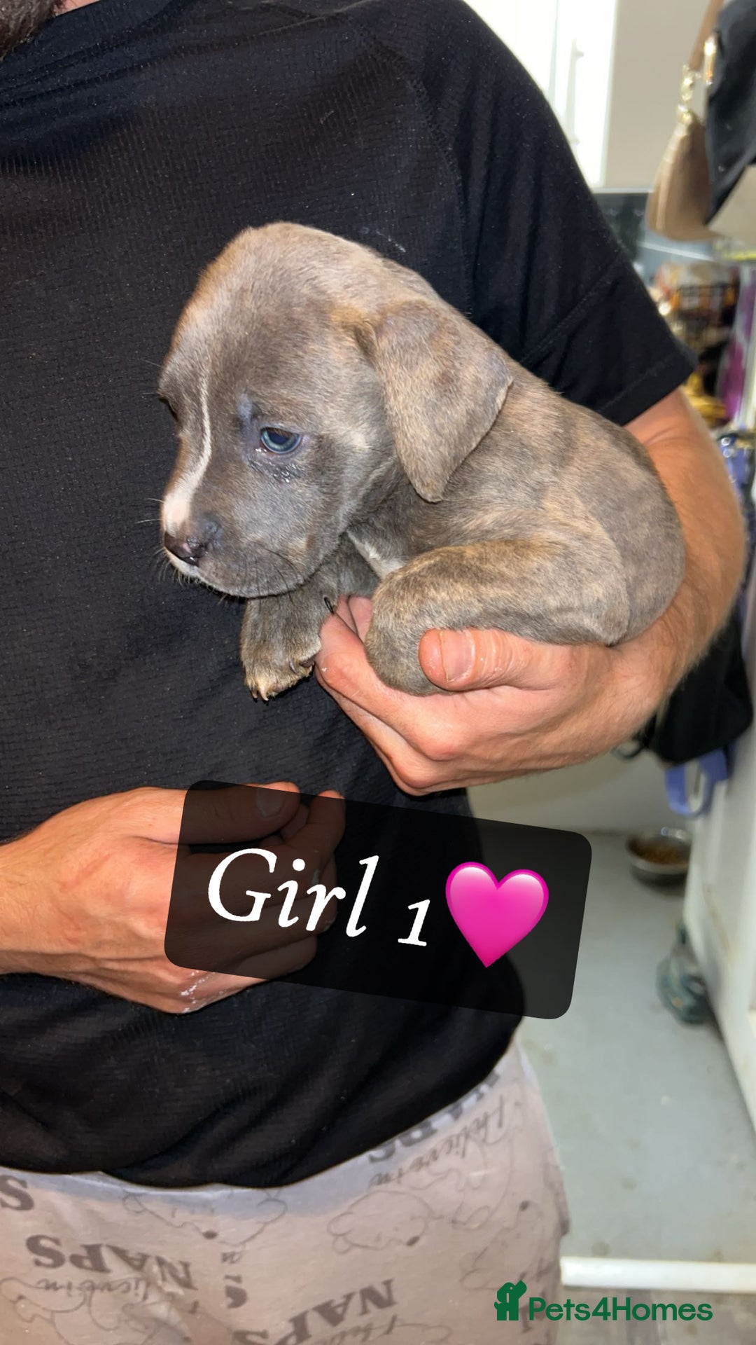 Mixed Breed dogs for sale: Cane Corso x Pocket Bully - Image 20