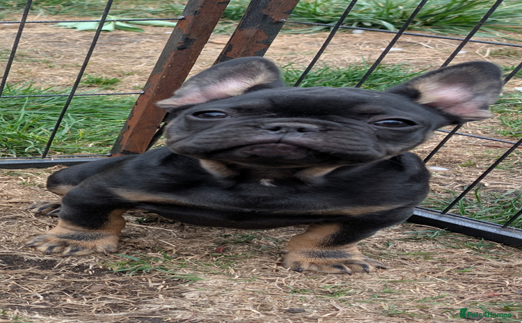 French Bulldog dogs - Advert 3