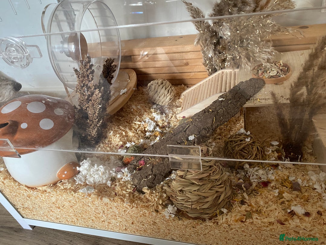 Hamster rodents for sale: Very friendly Russian hamster  - Advert 5