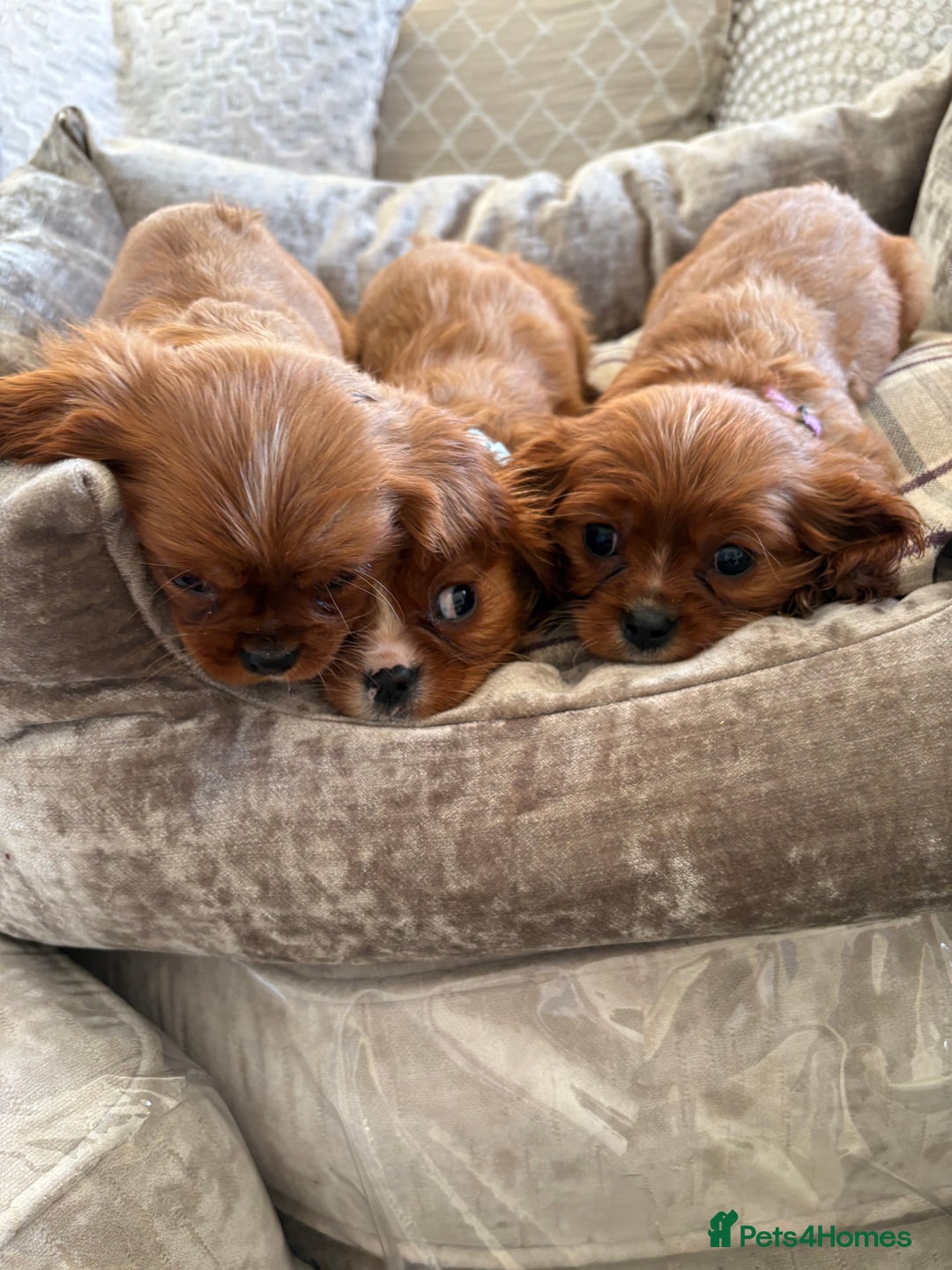 Cavalier King Charles Spaniel dogs for sale: Cavalier King Charles pups  - Advert 9