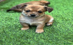 Mixed Breed dogs for sale: Jack Russell x chi puppies for sale  - Image 3