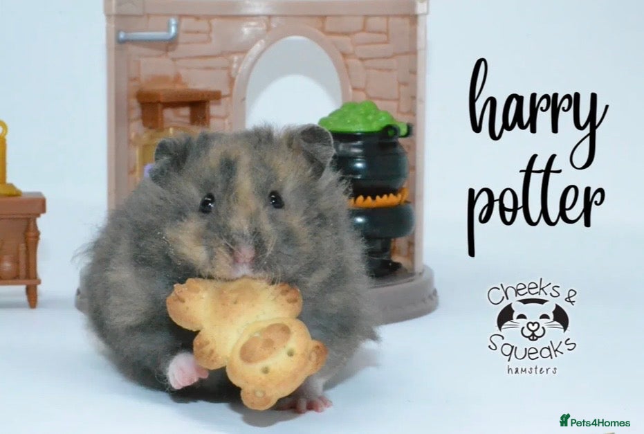 Hamster rodents for sale: Syrian Hamsters For Sale in Dunstable - Advert 9