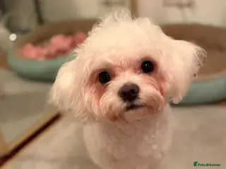 Mixed Breed dogs Lulu - Advert 2