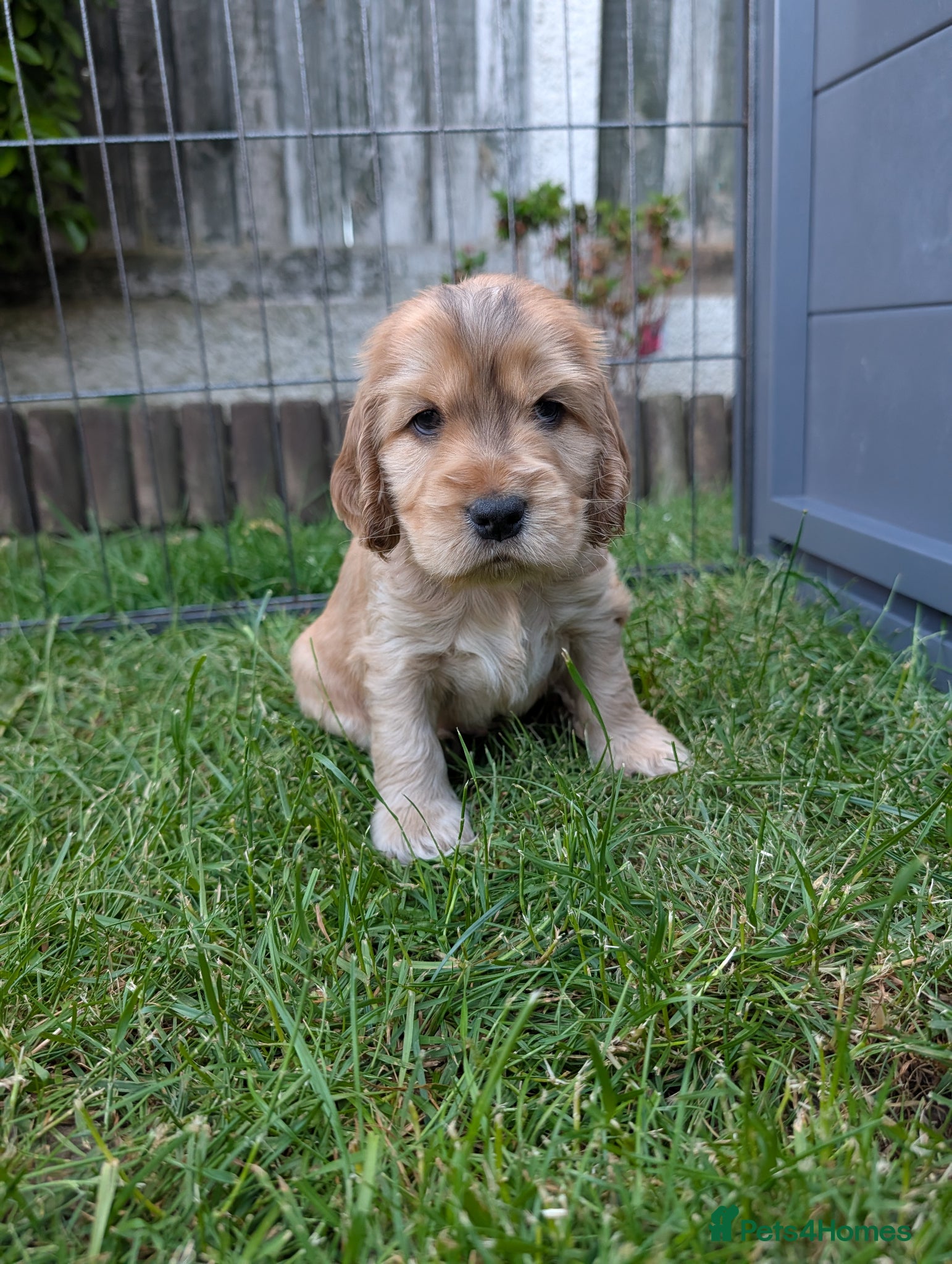 Cocker Spaniel dogs KC Reg Show Type Cocker Spaniel Puppies DNA Clear - Advert 10