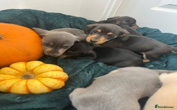 Dachshund dogs for sale: 6 beautiful dachshund puppies  - Image 24