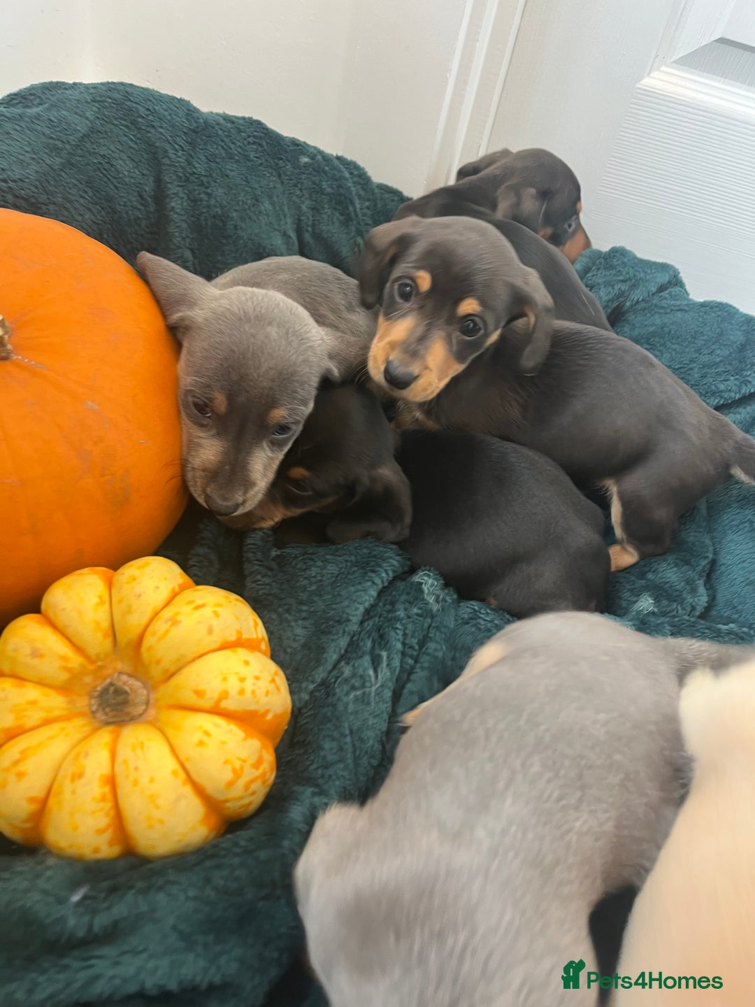 Dachshund dogs for sale: 6 beautiful dachshund puppies  - Image 24