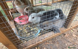 French Lop rabbits for sale: Giant french lops  - Image 2