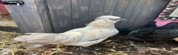 Chickens poultry for sale: 3 cocks silkie & australorp bantam  in Rugby - Advert 10