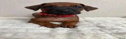 Rhodesian Ridgeback dogs for sale: 12 Gorgeous Rhodesian Ridgebacks   - Advert 10