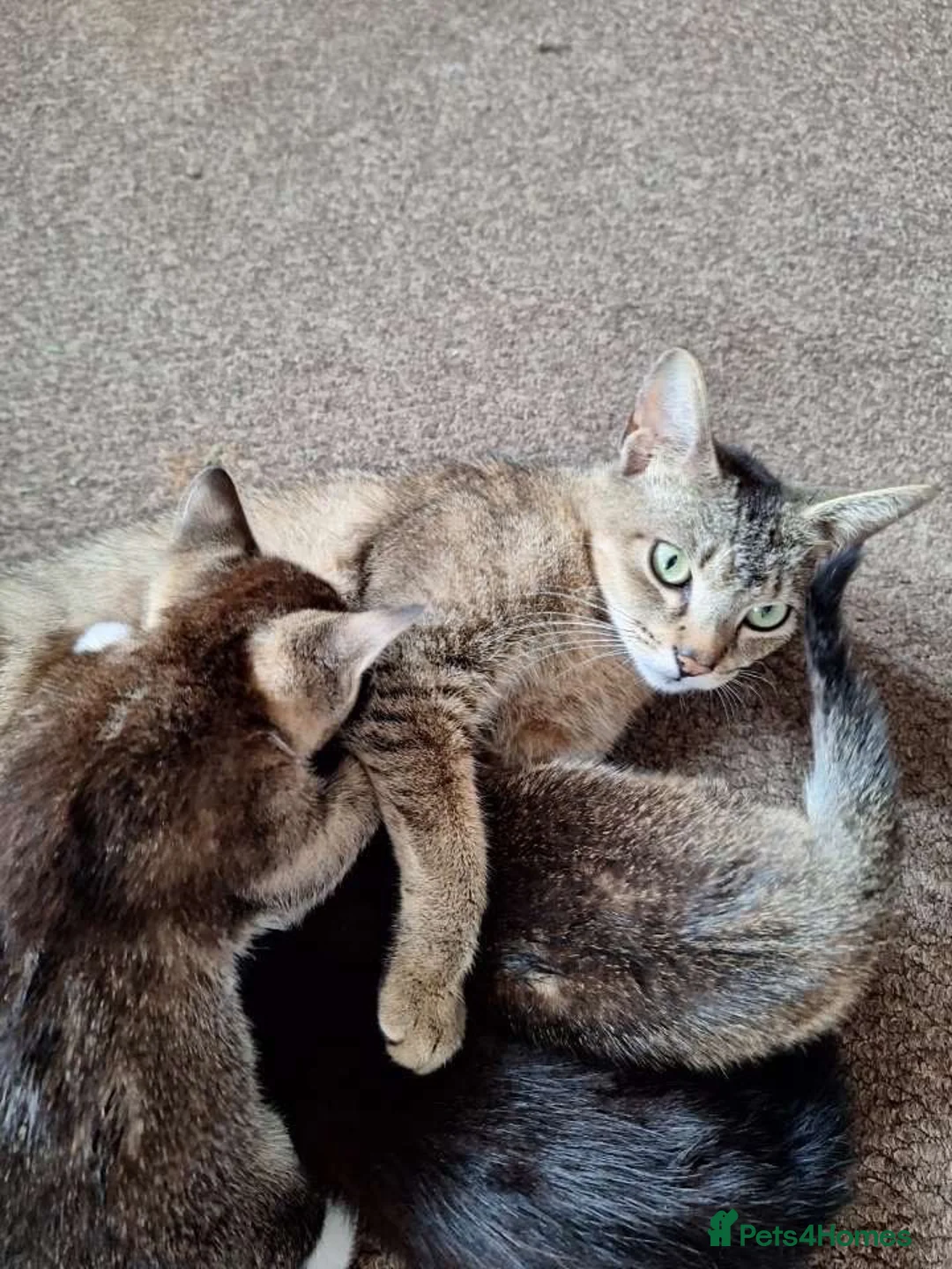 Abyssinian cats for sale: 3 Gorgeous Abyssinian Cross  - Advert 7