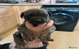 Mixed Breed dogs for sale: Doberman x cane corso  - Image 22