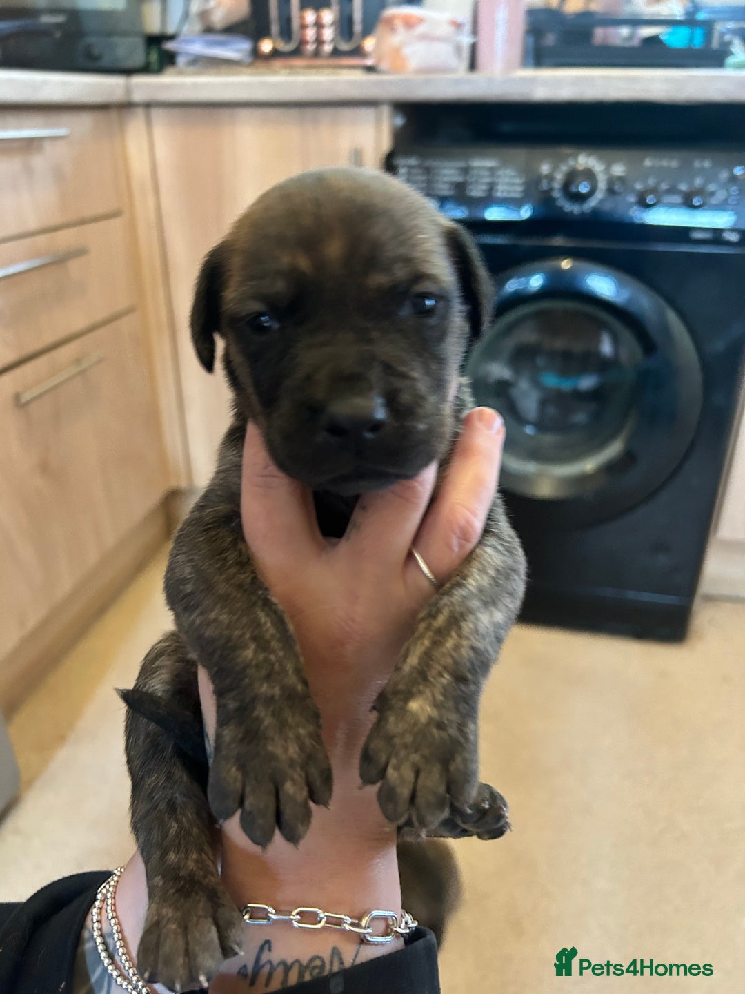 Mixed Breed dogs for sale: Doberman x cane corso  - Image 22
