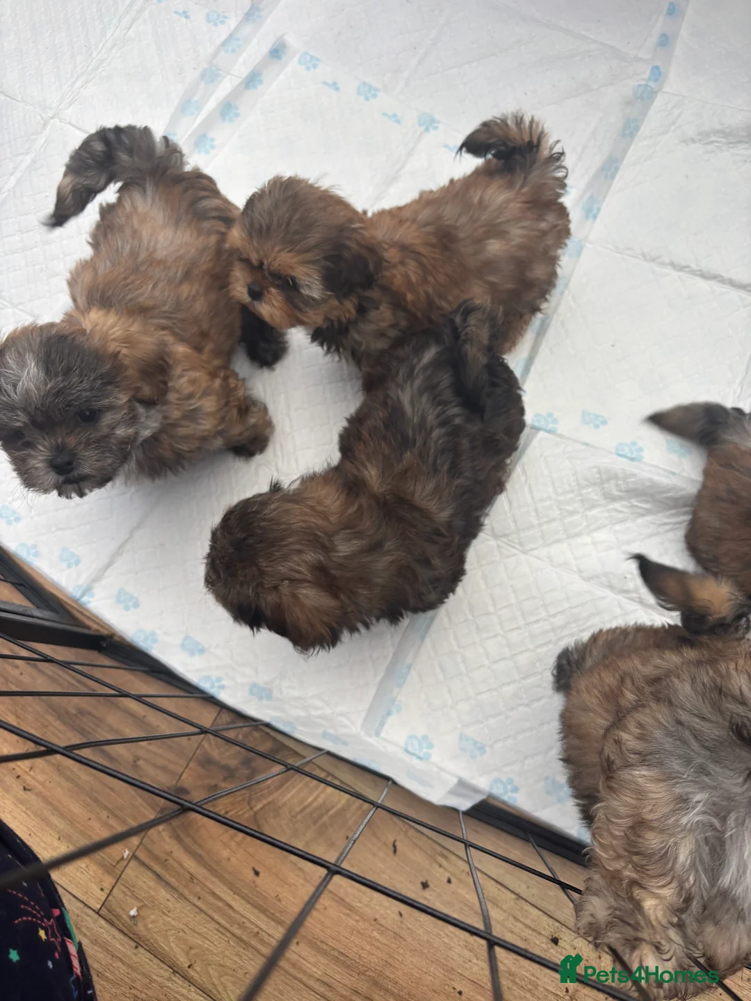 Shih Tzu dogs for sale: Adorable Puppies Looking for Their Forever Homes  - Advert 20