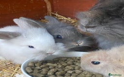 Lionhead rabbits for sale: lionheads for sale, ONE LEFT   in Holsworthy - Image 10