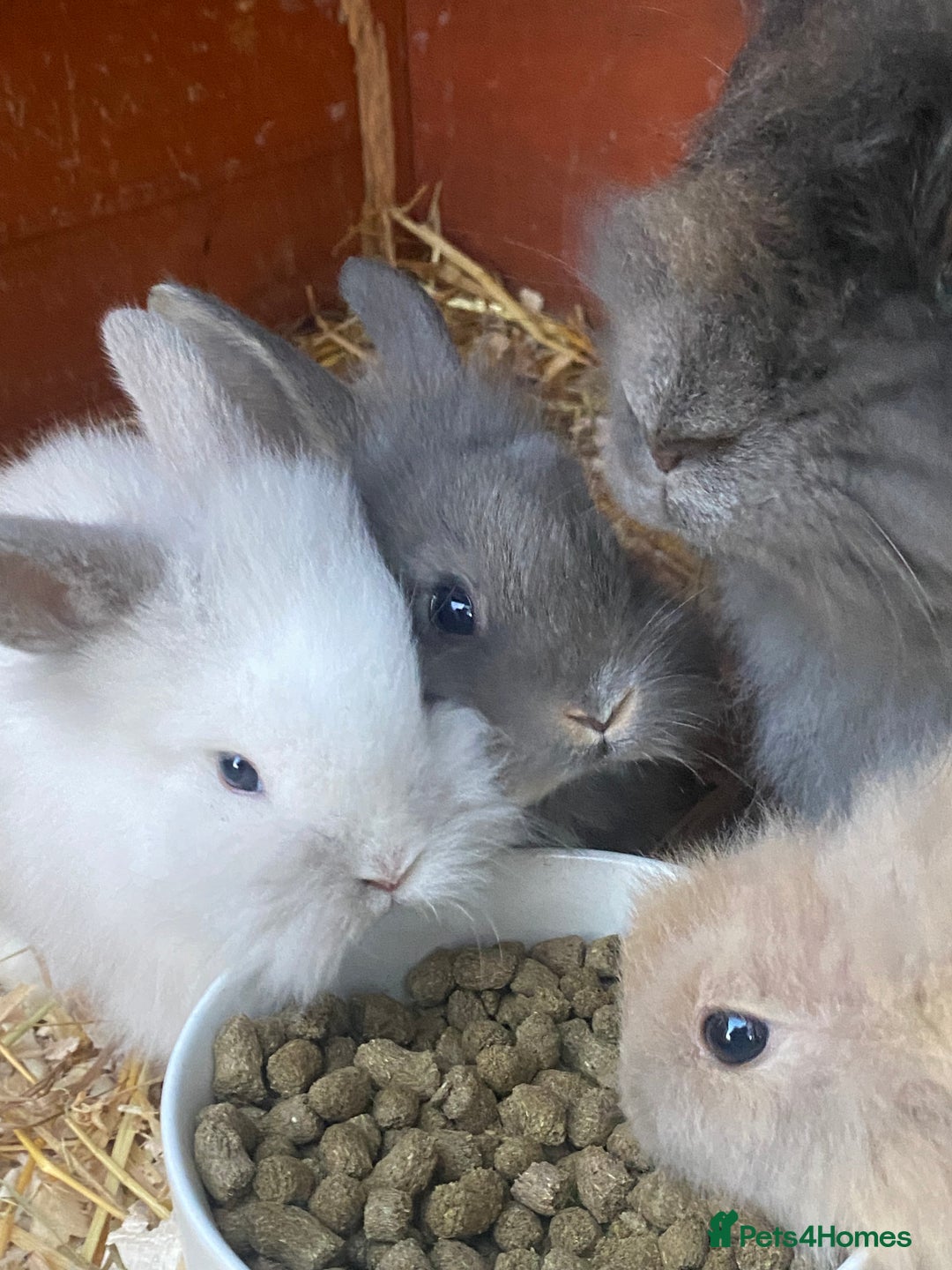 Lionhead rabbits for sale: lionheads for sale, ONE LEFT   in Holsworthy - Image 10