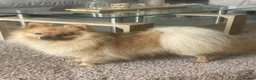 Pomeranian dogs for sale: Meet pumpkin ! - Advert 2
