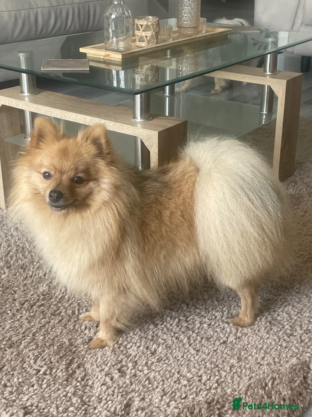Pomeranian dogs for sale: Meet pumpkin ! - Advert 2
