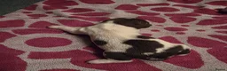 English Springer Spaniel dogs for sale: Beautiful Liver & White Springer Spaniel Puppies - Advert 24