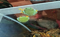 Frog reptiles for sale: Two baby red eye tree frog - Image 4