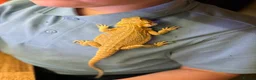 Bearded Dragon reptiles for sale: Juvenile Female bearded dragon & Viv  - Advert 8