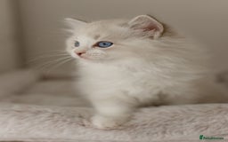 Ragdoll cats for sale: Amazing Ragdoll kittens - Image 26