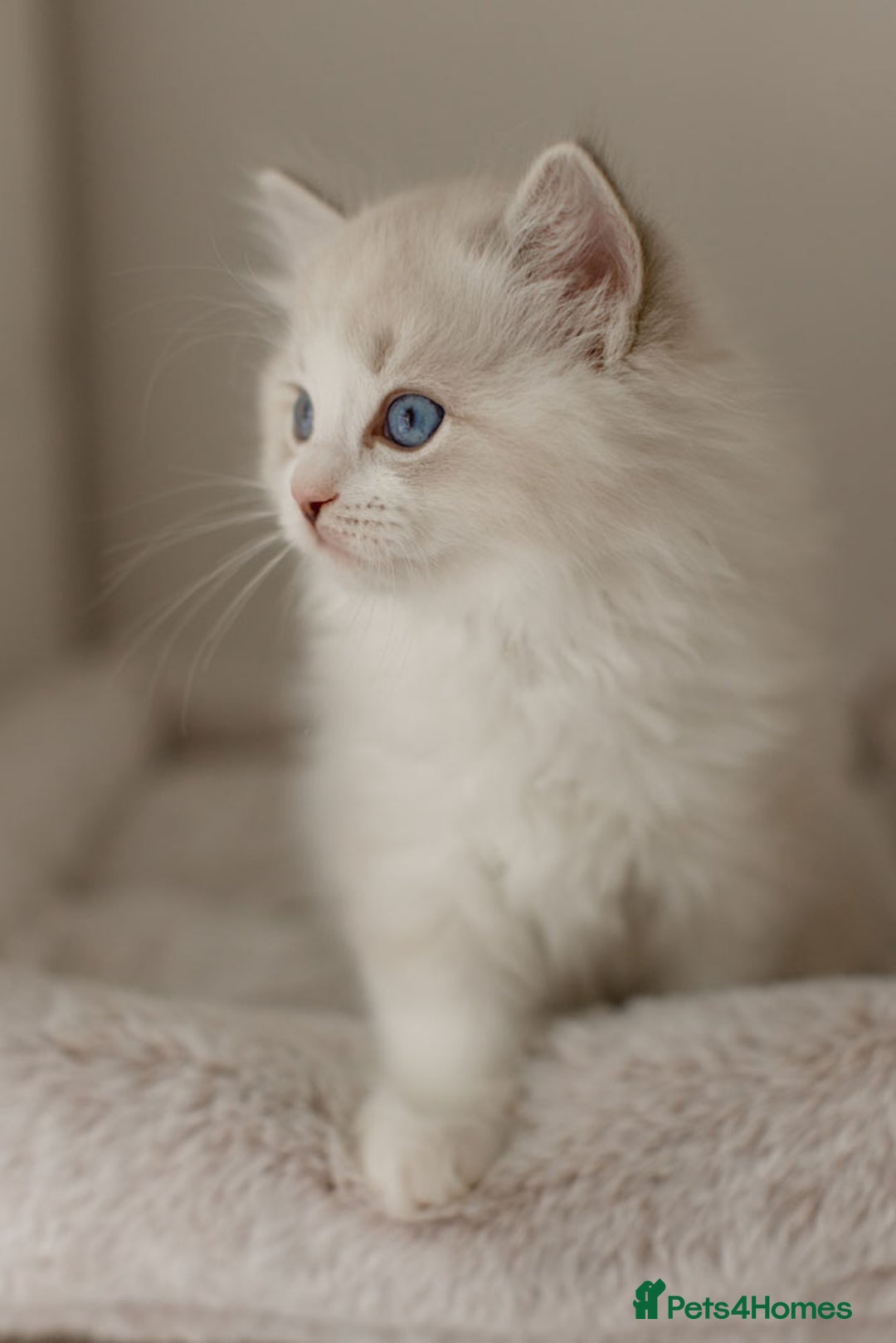 Ragdoll cats for sale: Amazing Ragdoll kittens - Image 26