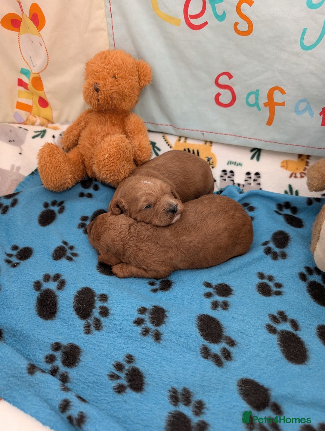 Cavapoo dogs for sale: F1B Deep Fox Red Puppies - Advert 2