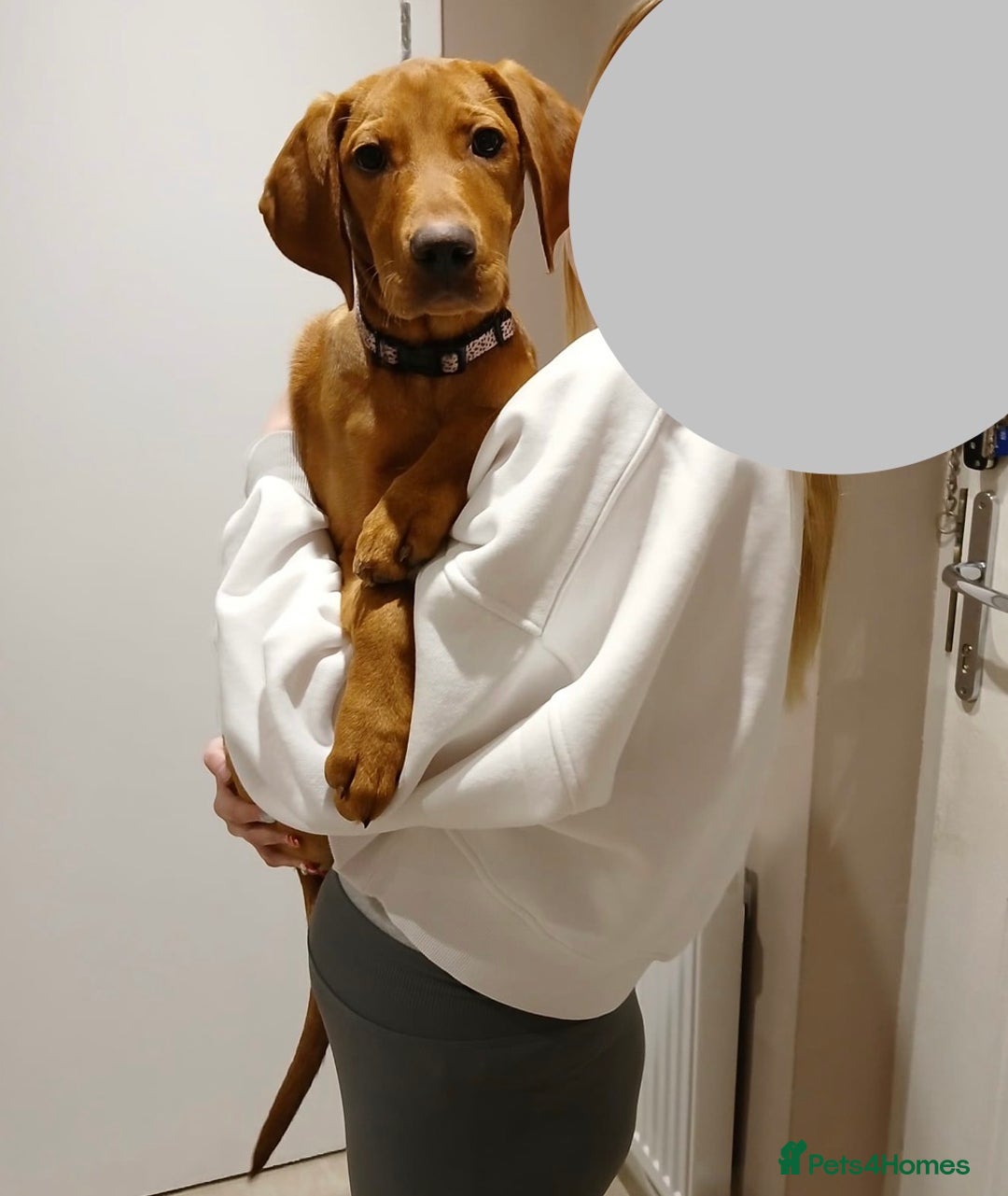 Labrador Retriever dogs for sale: Red fox Labrador for rehoming (NOT A LITTER) - Advert 4