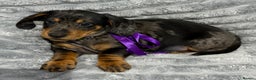 Miniature Dachshund dogs for sale: Gorgeous Miniature Dachshunds - Advert 29