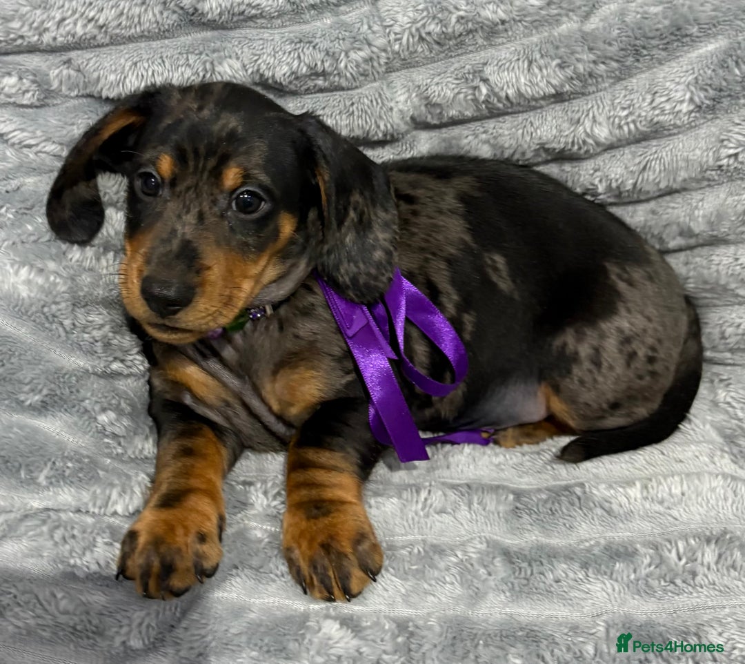 Miniature Dachshund dogs for sale: Gorgeous Miniature Dachshunds - Advert 29