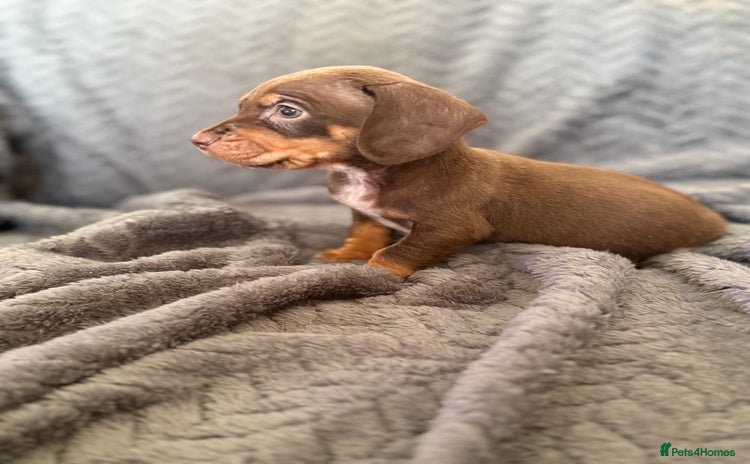 Mixed Breed dogs - Advert 1