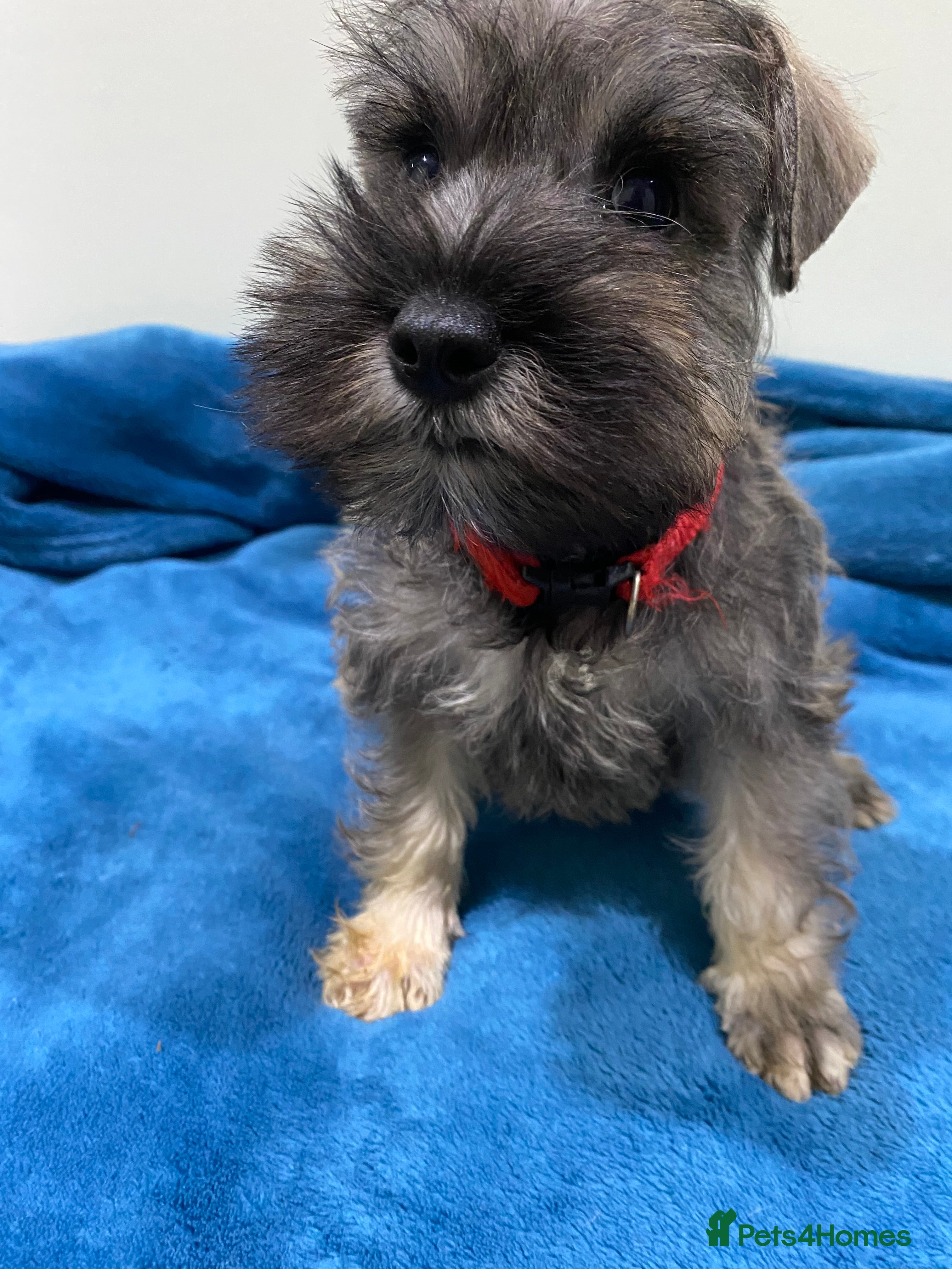 Miniature Schnauzer dogs Miniature schnauzer puppies  - Advert 1