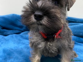 Miniature Schnauzer dogs Miniature schnauzer puppies - Advert 1