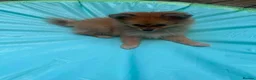 Pomeranian dogs for sale: Beautiful Orange Pomeranian FemalE - Advert 4