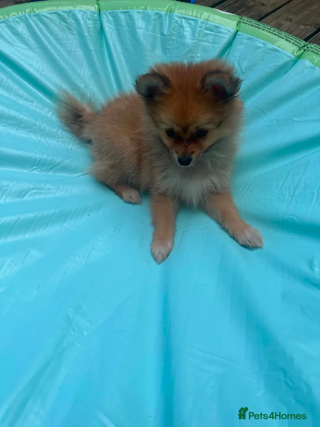 Pomeranian dogs for sale: Beautiful Orange Pomeranian FemalE - Advert 4