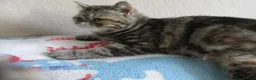 Exotic cats for sale:  Beautiful Exotic female kittens Ready now - Advert 26