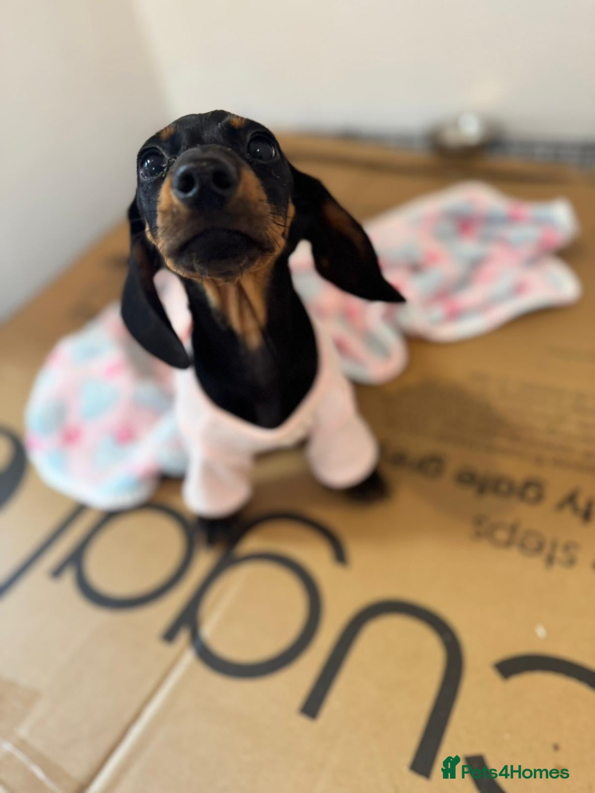 Miniature Dachshund dogs Adorable Miniature Dachshund Girl - Advert 1