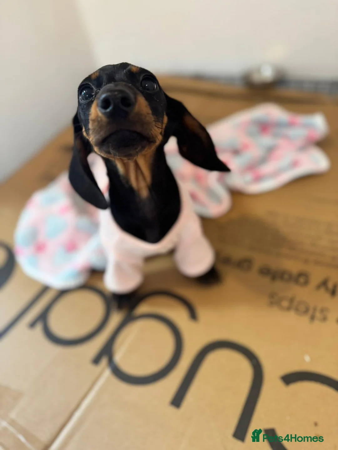 Miniature Dachshund dogs for sale: Adorable Miniature Dachshund Girl in Enfield - Advert 1